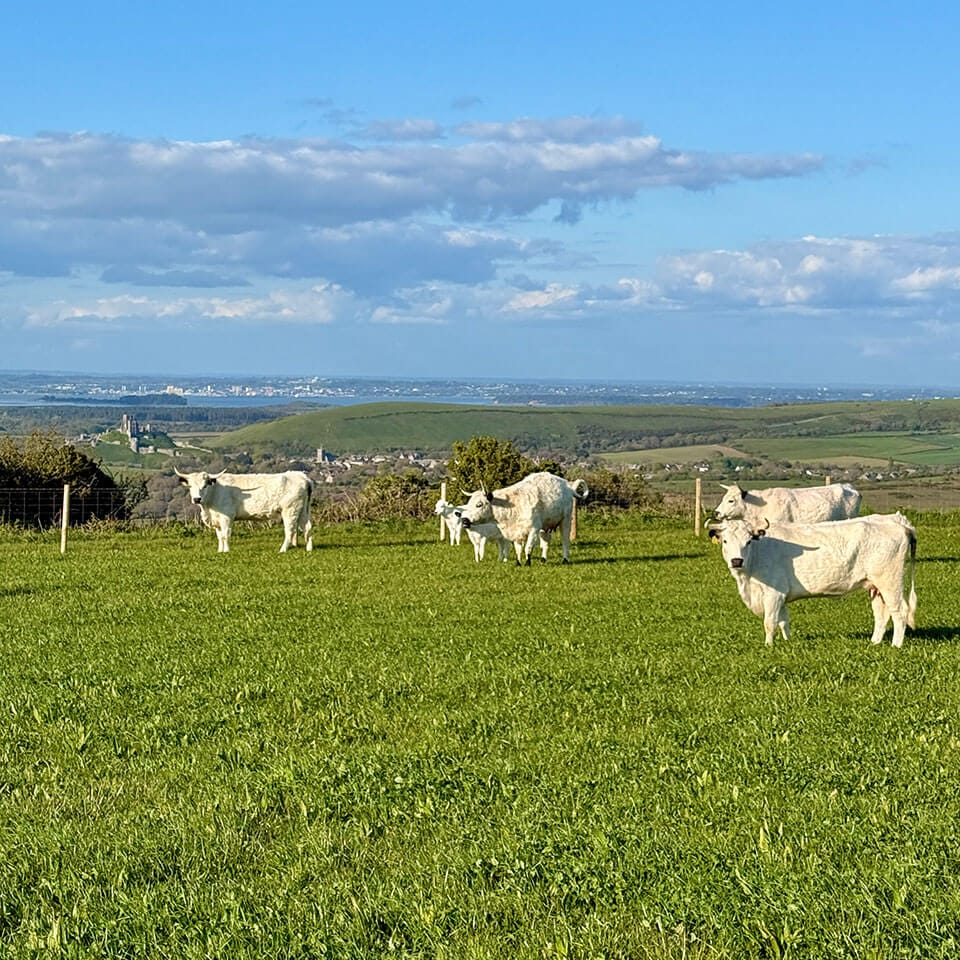 White Park Cattle grazing on the Scott Estates overlooking Corfe Castle